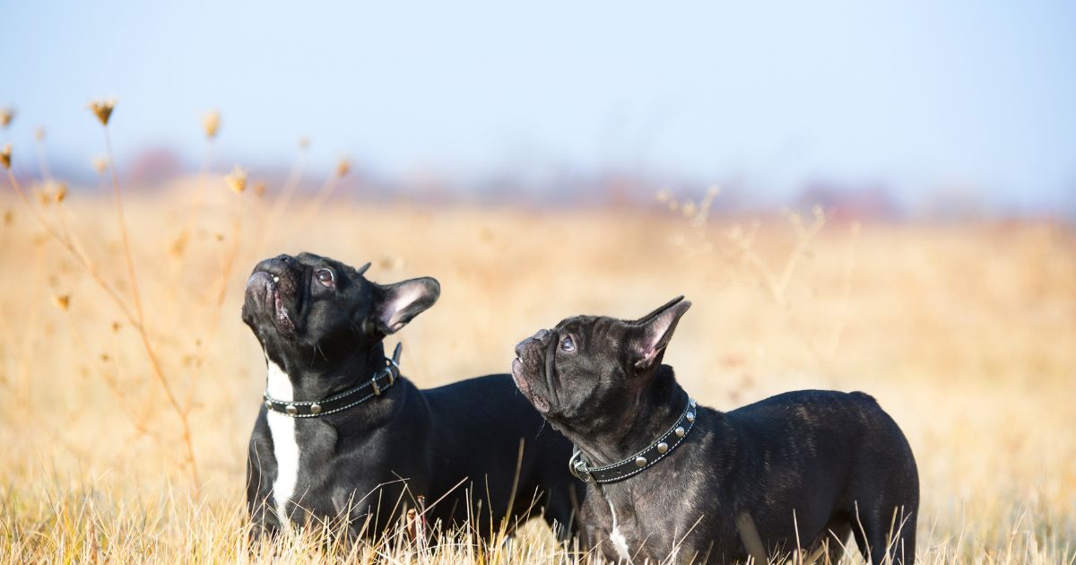 Are French Bulldogs Hypoallergenic